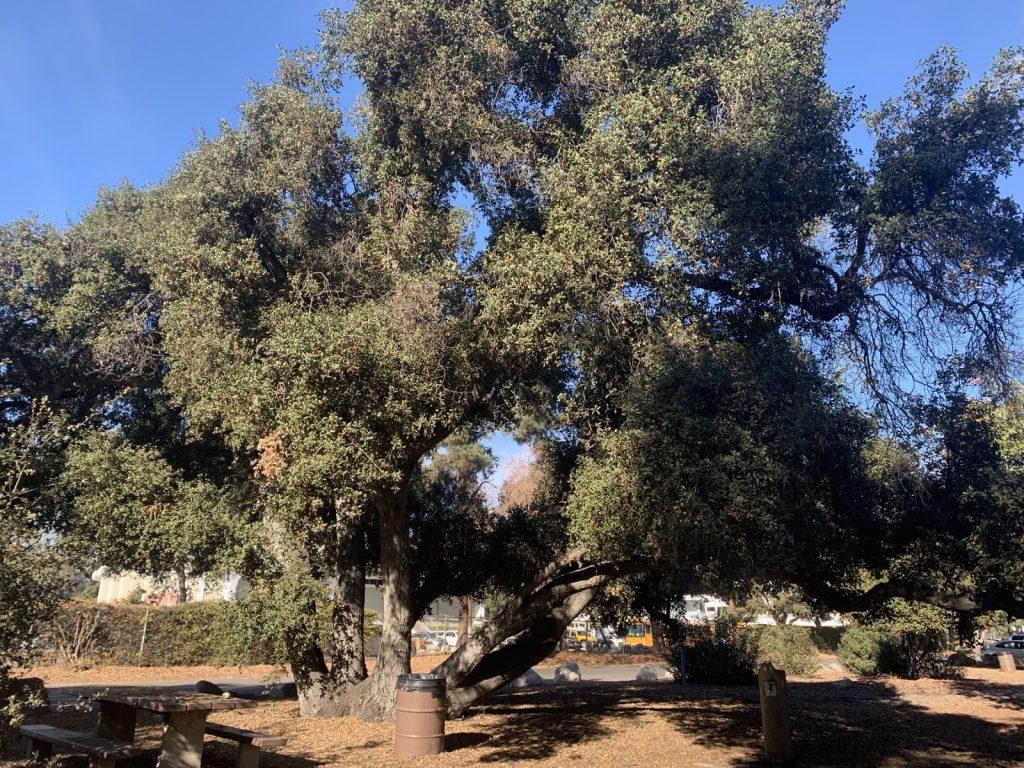 Large Canyon Oak tree above the Hahamonga watershed in Pasadena