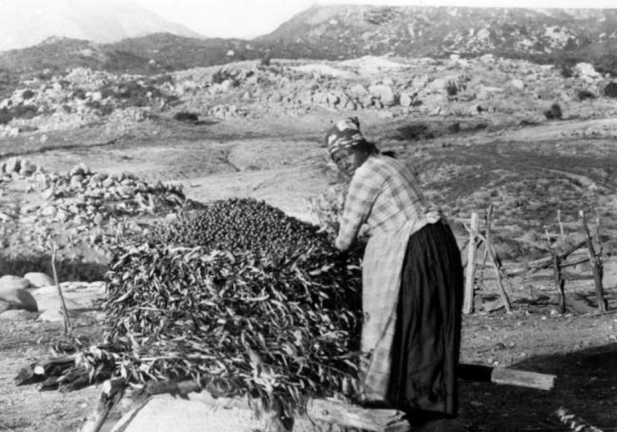 You are currently viewing colonizers posing as “decolonizers”